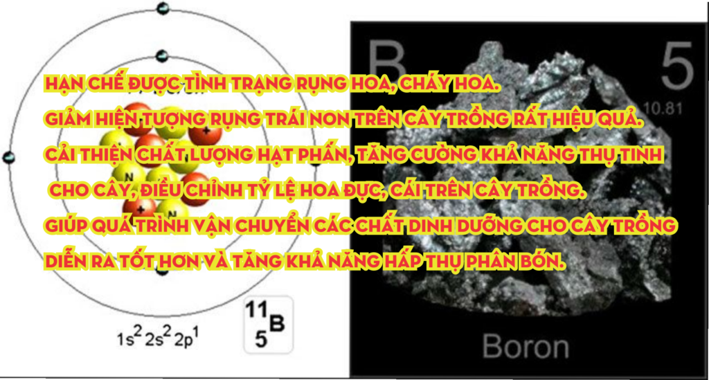 Vai trò của BO
